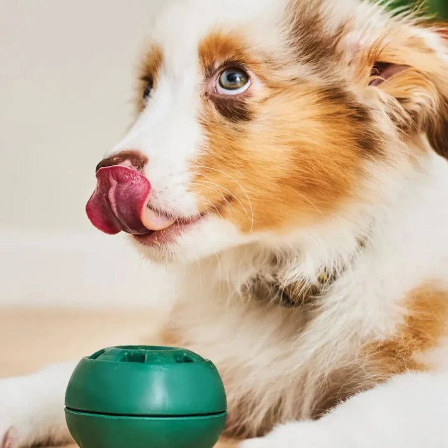 Small Australian shepherd licking puppy dog toy on a white background