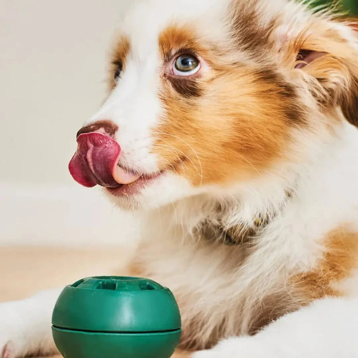 Small Australian shepherd licking puppy dog toy on a white background