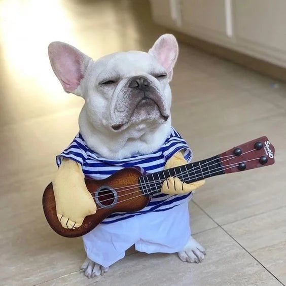 Dog pop star costume on a french bulldog holding a mini guitar indoors