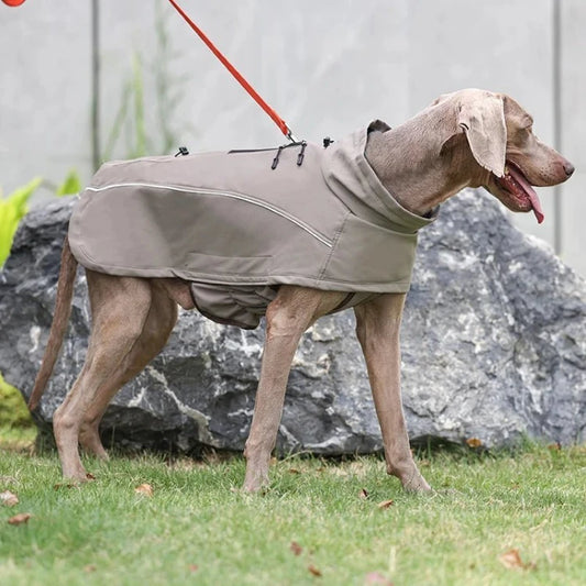 Dog wearing a gray outdoor coat with reflective strips, ideal for walks in cool weather, secured with a leash in a park.