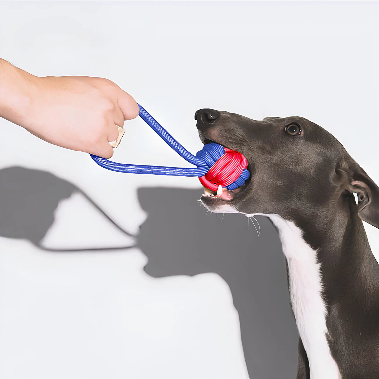 Dog biting a red and blue rope ball toy while playing tug-of-war with its owner.