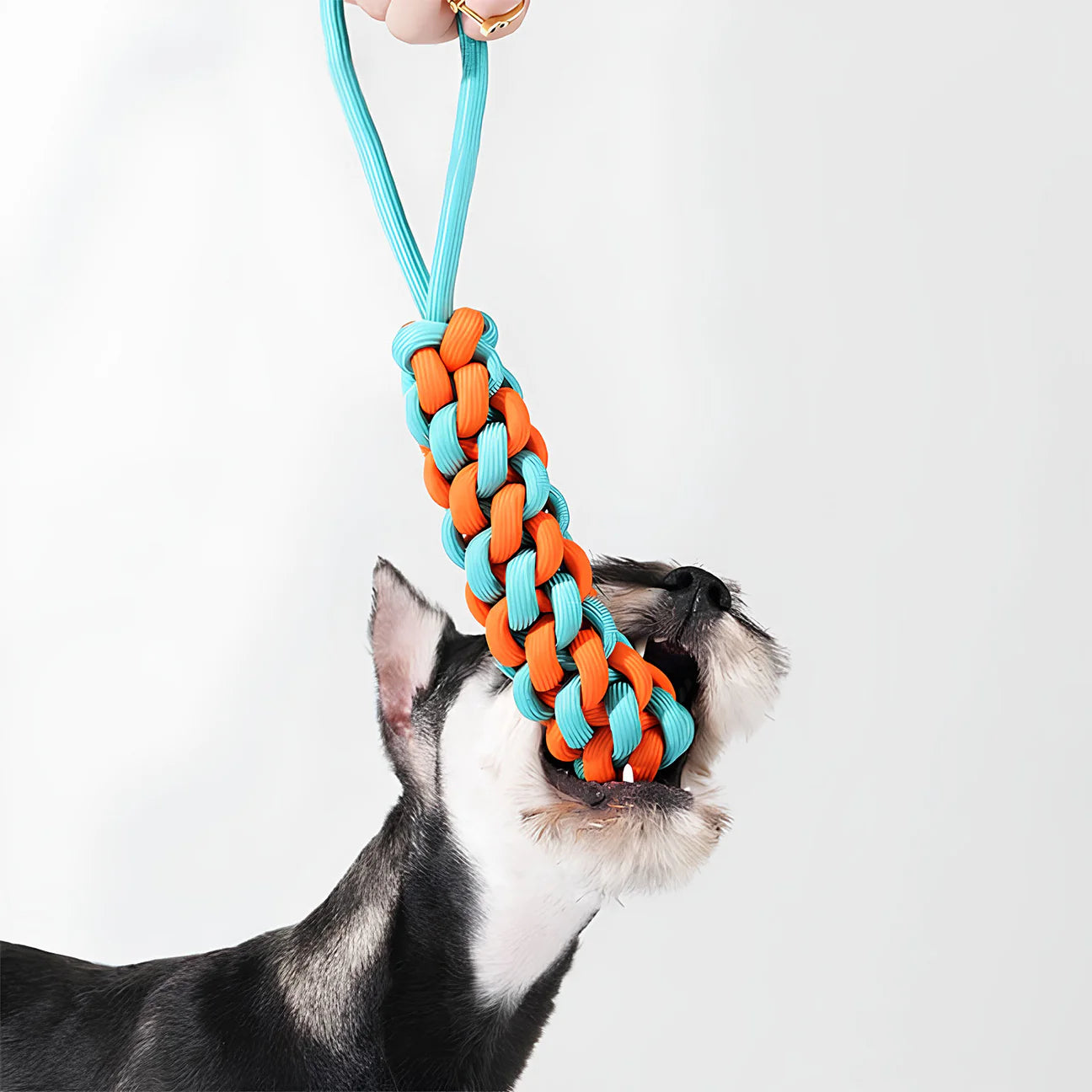 Small dog biting a colorful braided rope tug toy held by its owner, showcasing interactive play.