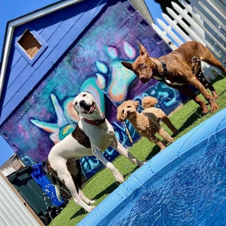 Dogs enjoying a sunny day by the Dog Pool with Sprinklers, perfect for summer fun and keeping pets cool outdoors.