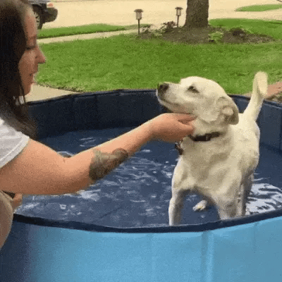 White dog standing in an outdoor dog swimming pool while a woman pets it under the chin before it hops out