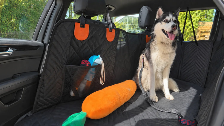 Husky sitting on a black quilted dog car seat cover with a plush carrot toy and travel accessories