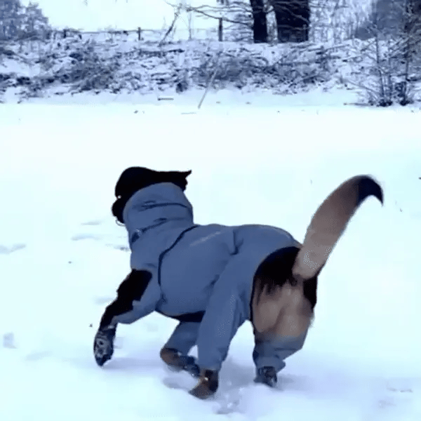 Dog running through snow in a dog waterproof coat with legs for full-body coverage in cold weather