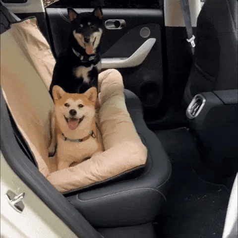 two dogs sitting comfortably on a dog seat protector for car in the back seat