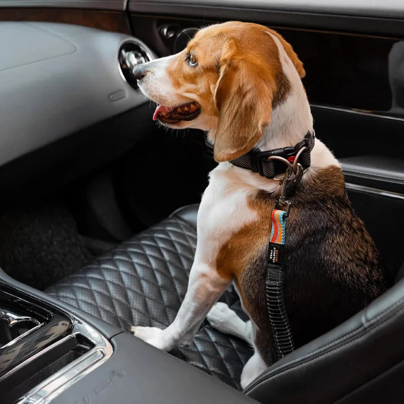 Car seat belt dog restraint secures a beagle on the front seat.