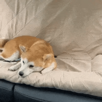 shiba resting on a padded car dog seat protector in the back seat