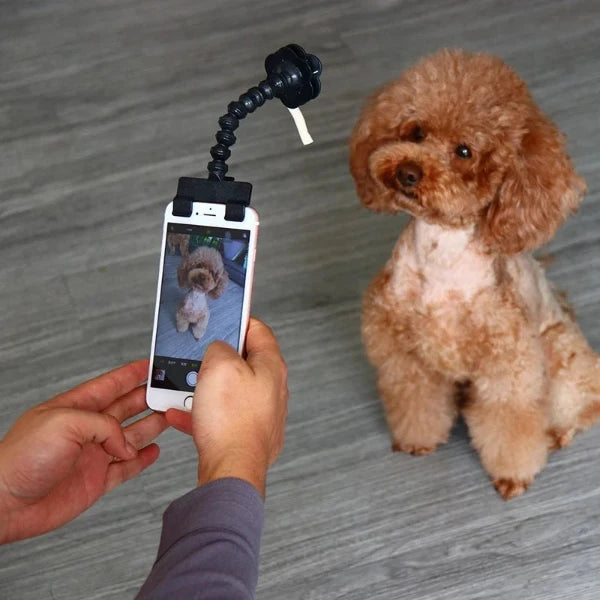 Dog selfie stick in use capturing a fluffy dog's photo by holding a treat to maintain attention for the perfect shot.