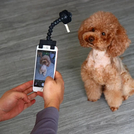 Dog selfie stick in use capturing a fluffy dog's photo by holding a treat to maintain attention for the perfect shot.