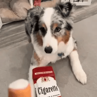 Dog Cigarette Toy — Funny Squeaky Plush
