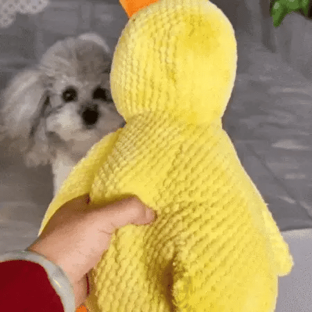 small dog fetching a yellow duck dog toy that quacks after it is tossed by hand