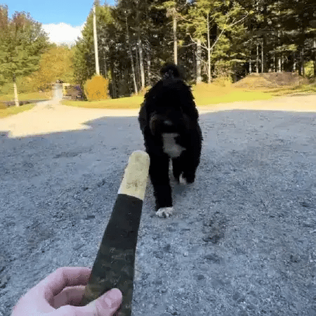dog moving in to bite a joint toy for dog offered by its owner outdoors