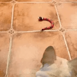 French bulldog playing with a dog snake toy on a tiled floor