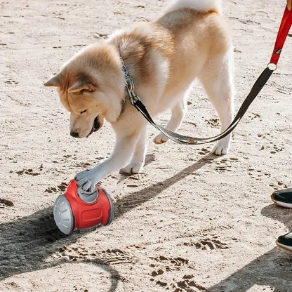 Dog playing with a red interactive treat dispenser toy on the beach, stimulating both physical and mental activity.