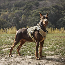 Tactical dog harness doberman in tan colour worn outdoors in a grassy field