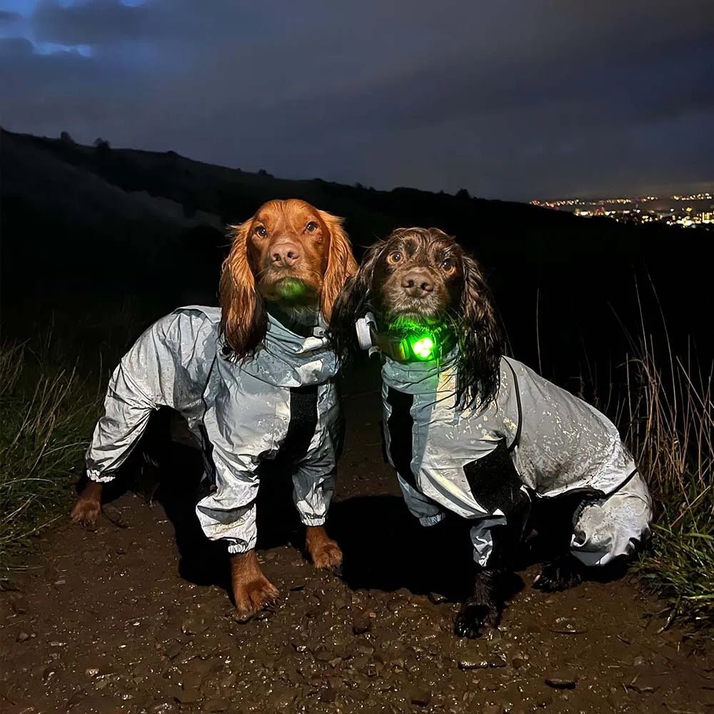 Two dogs wearing waterproof reflective coats for nighttime walks, ensuring visibility and protection from rain.