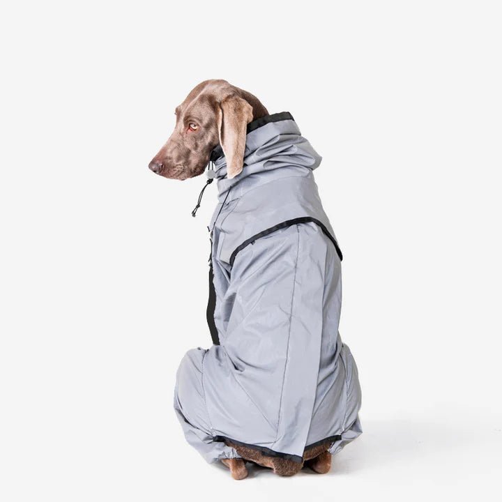 Large dog wearing a waterproof reflective coat, offering full-body protection from rain and cold for outdoor activities.