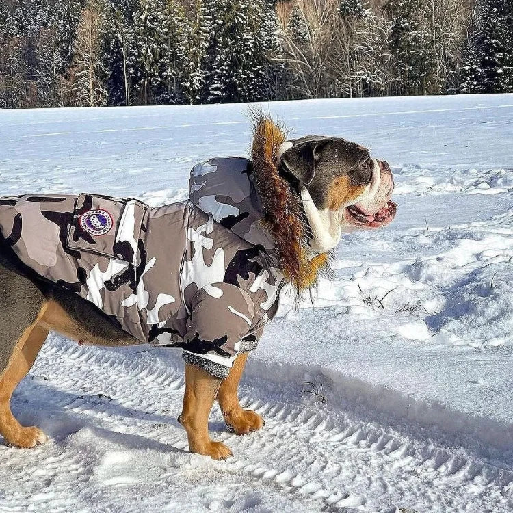 Bulldog wearing a camo winter coat with fur hood, ideal for keeping dogs warm in snowy outdoor adventures.