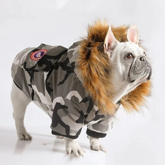 White French bulldog in a camouflage winter coat with fur hood, perfect for cold weather protection and stylish design.