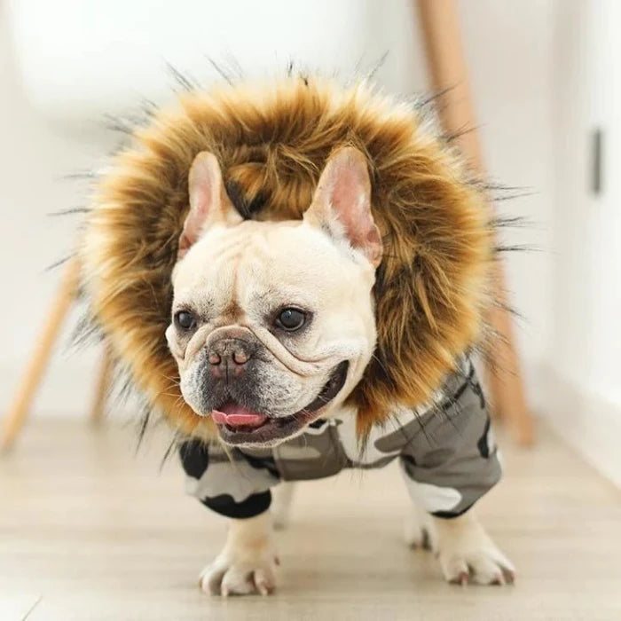 French bulldog wearing a winter coat with fur hood, designed for warmth and protection in cold weather.