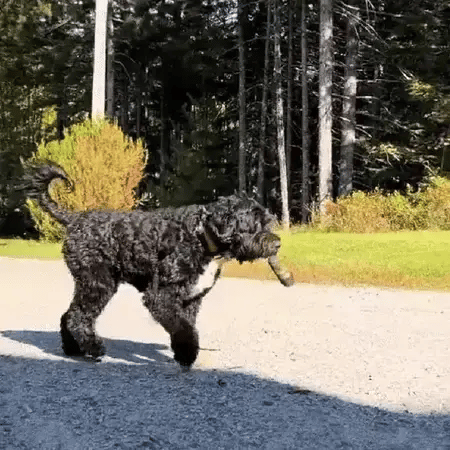 dog walking along a forest road with a stuffed joint dog toy in its mouth