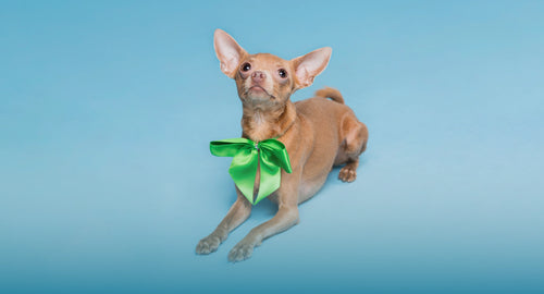 Chihuahua with green bow on blue background – St. Patrick’s Day online pet sale at pet shop in the USA.