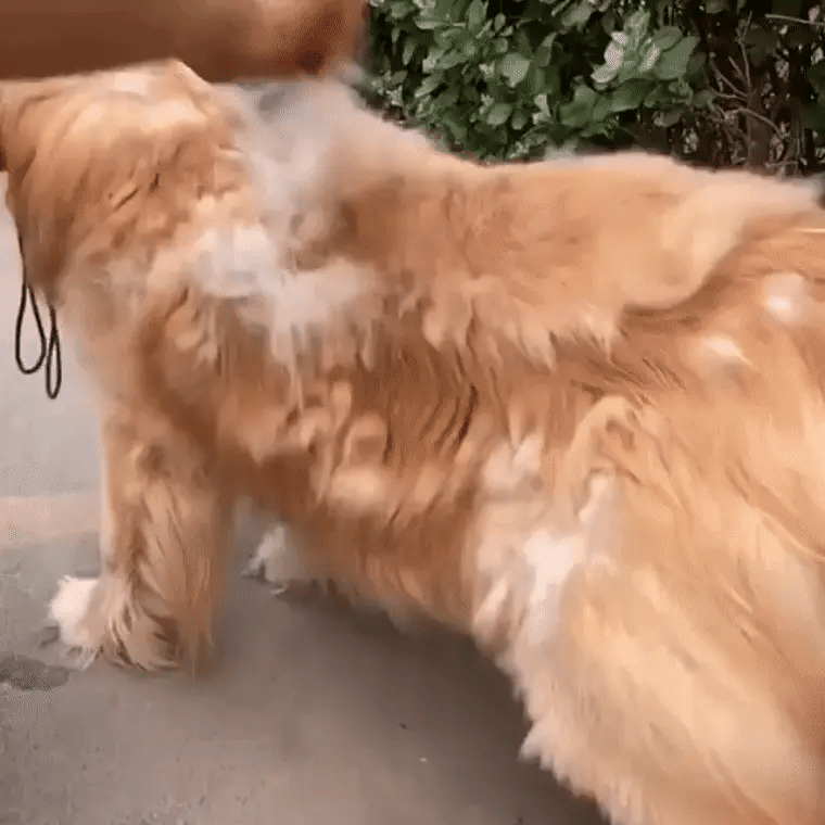 Golden retriever being groomed with a de shedding brush for dogs as loose hair comes away from the coat