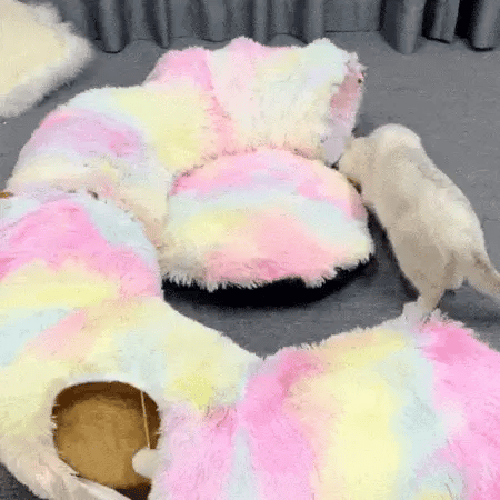 two cats explore a cat bed and tunnel stretched out on the floor, with fluffy pastel fabric