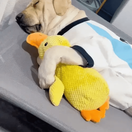 large labrador sleeping while hugging a yellow duck toy for dogs