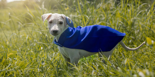 Adorable dog in a superhero cape, ready for an adventure - best travel supplies for dogs in Europe