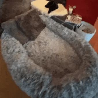 cat standing beside the human dog bed on the living room floor