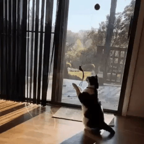Cat springing toward the door-mounted toy and batting at a feather bird cat toy