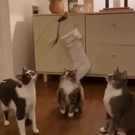 Three curious cats gathered around a feather cat toy as it bobs above them