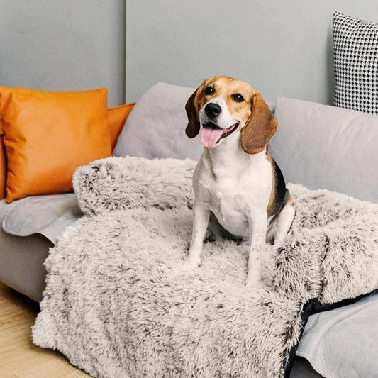 Happy beagle sitting on a fluffy couch bed with a pillow, showcasing comfort and style in a cozy living room.