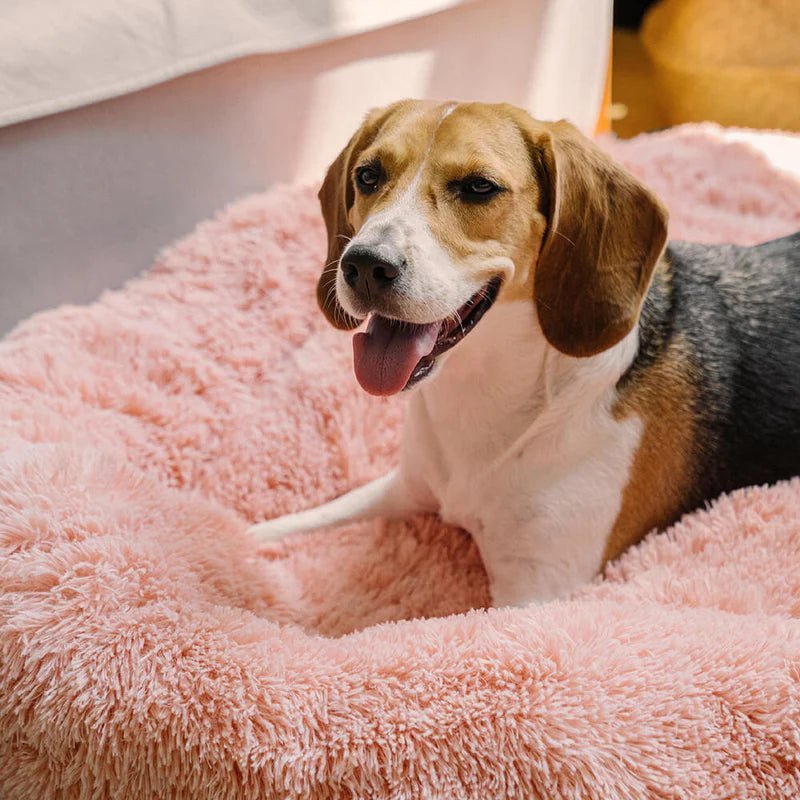 Beagle resting on a soft pink fluffy round dog bed, providing comfort and relaxation for dogs of all sizes.