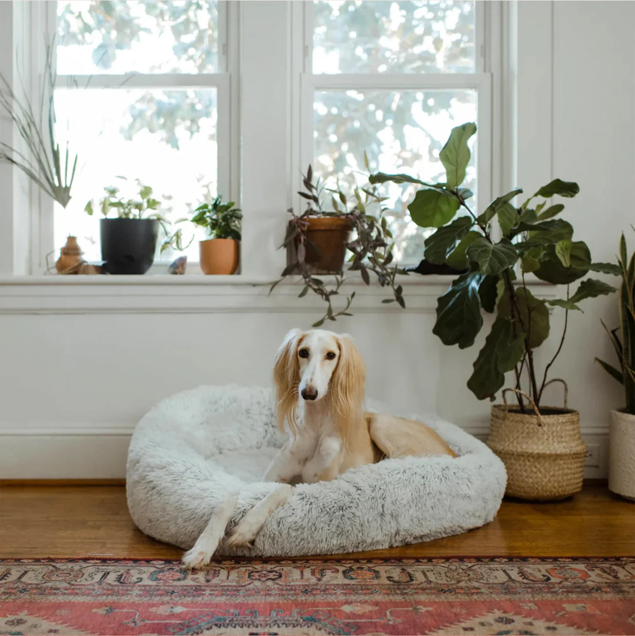 Saluki dog relaxing in a cozy, fluffy round bed in a stylish living room with plants, perfect for comfort and support.