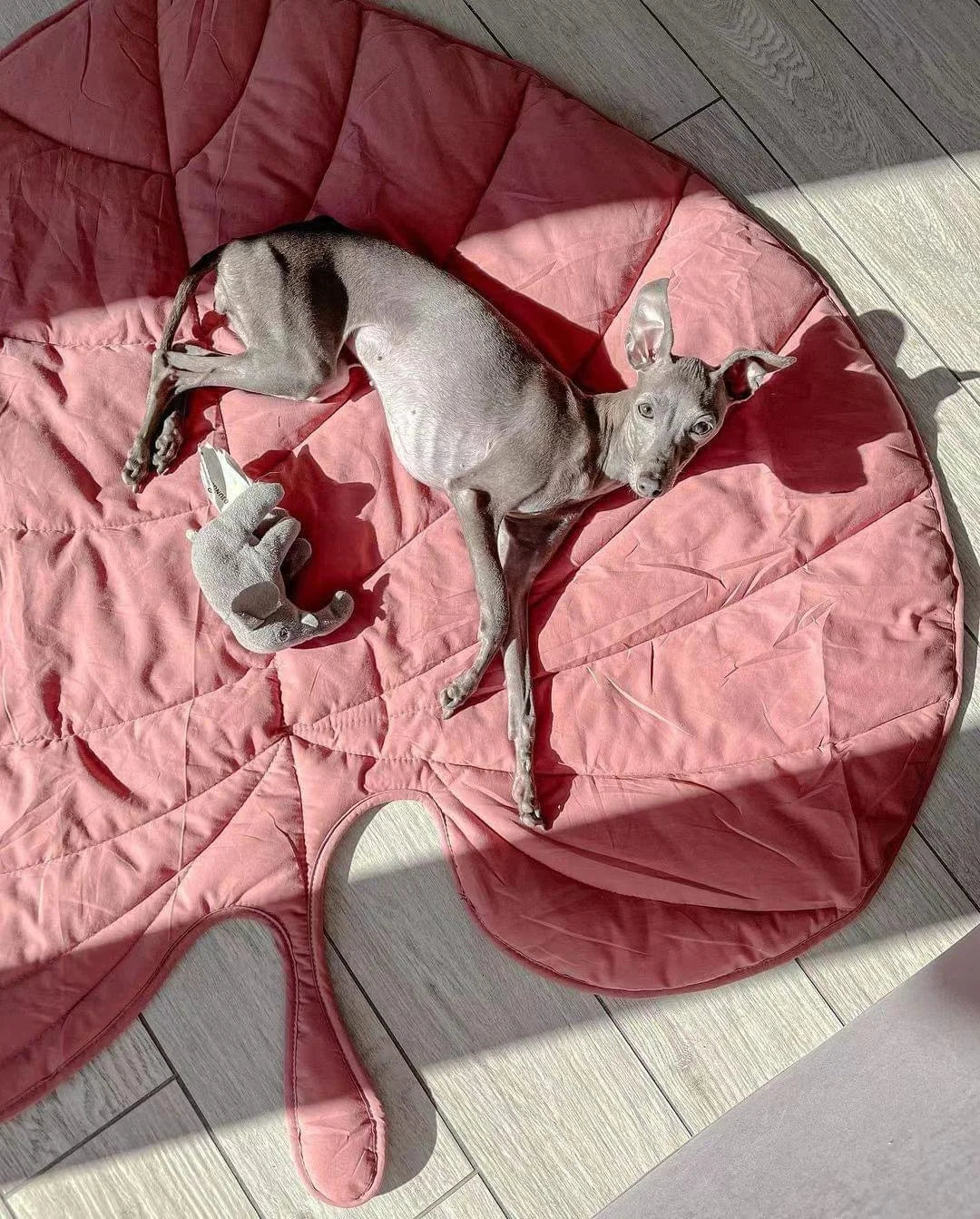 A relaxed dog lying on a cozy leaf-shaped pet mat, basking in sunlight next to a soft elephant toy.