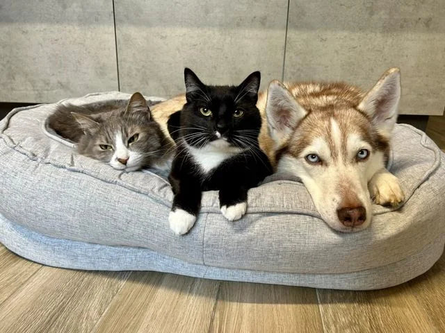 A cozy cat and dog trio snuggled together on a soft pet bed, showcasing friendship and comfort.