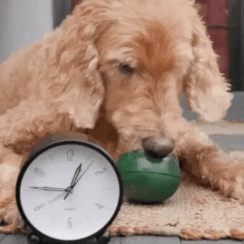 dog licking a dog lick toy beside a clock