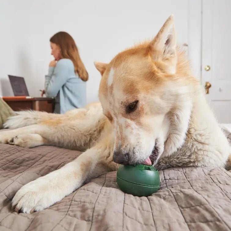 Large dog enjoying a freezable dog toy while lying on a bed, perfect for keeping pets entertained and relaxed indoors.