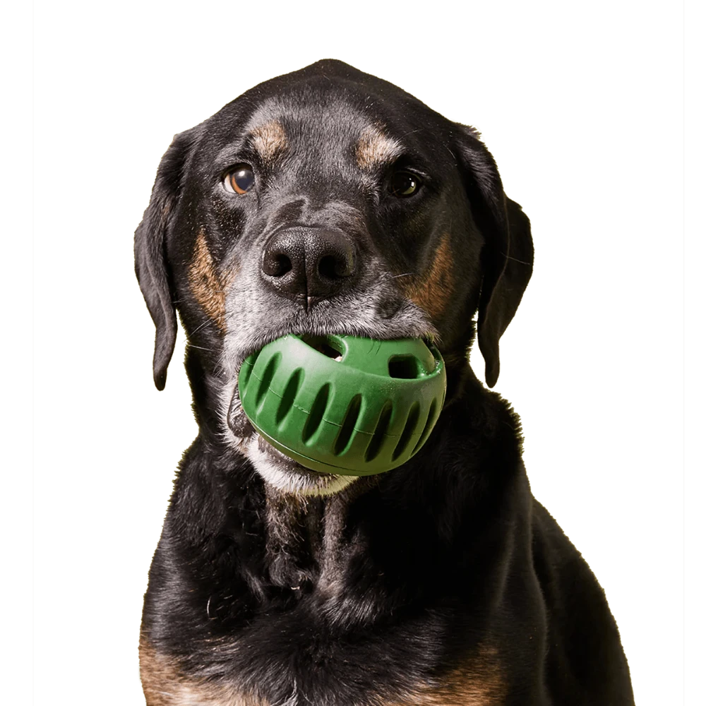 Large dog holding a green freezable treat-dispensing toy in its mouth, perfect for keeping pets entertained and cool.