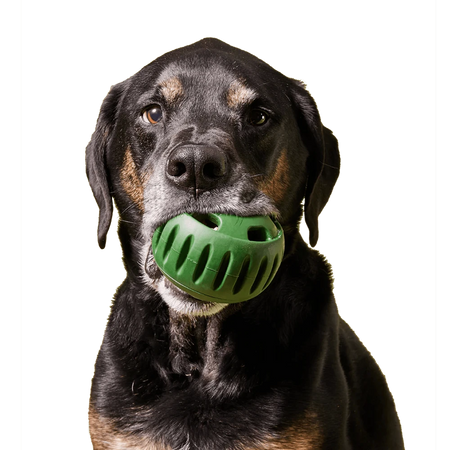 Dog holding a green lick dog toy in its mouth