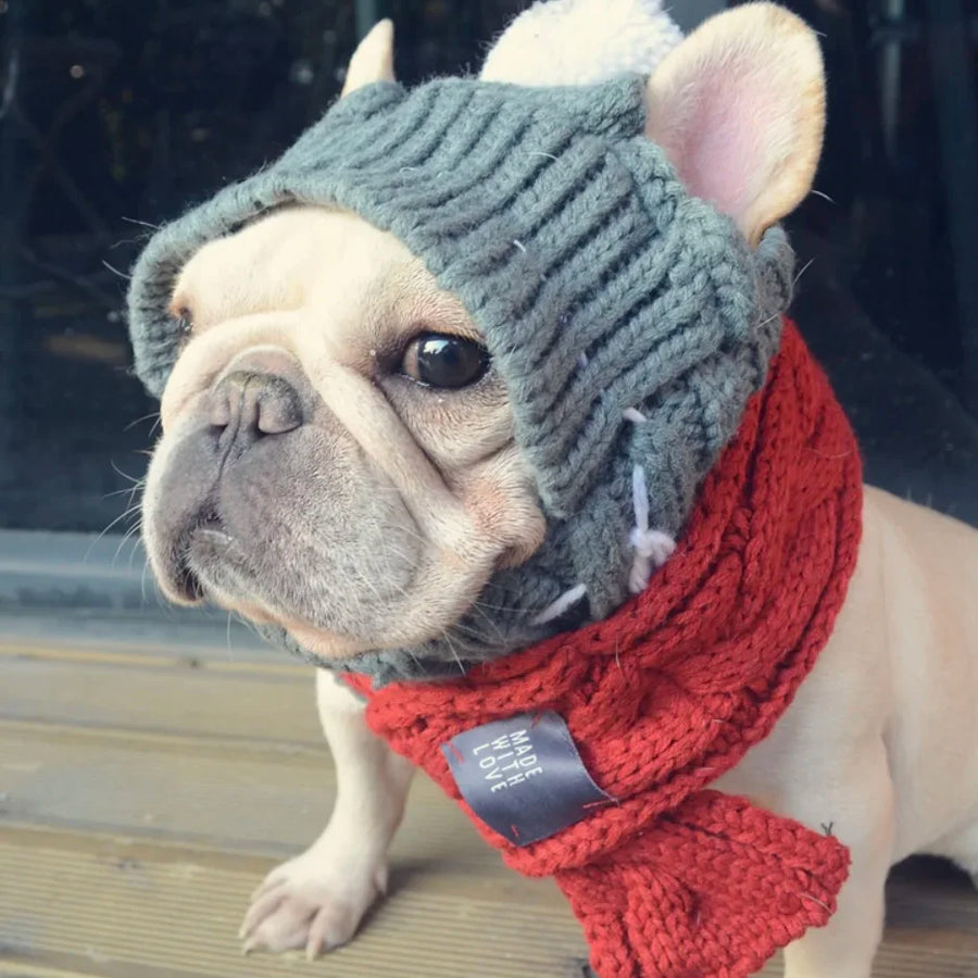 French bulldog wearing a grey knitted French bulldog hat with ears exposed and a red scarf