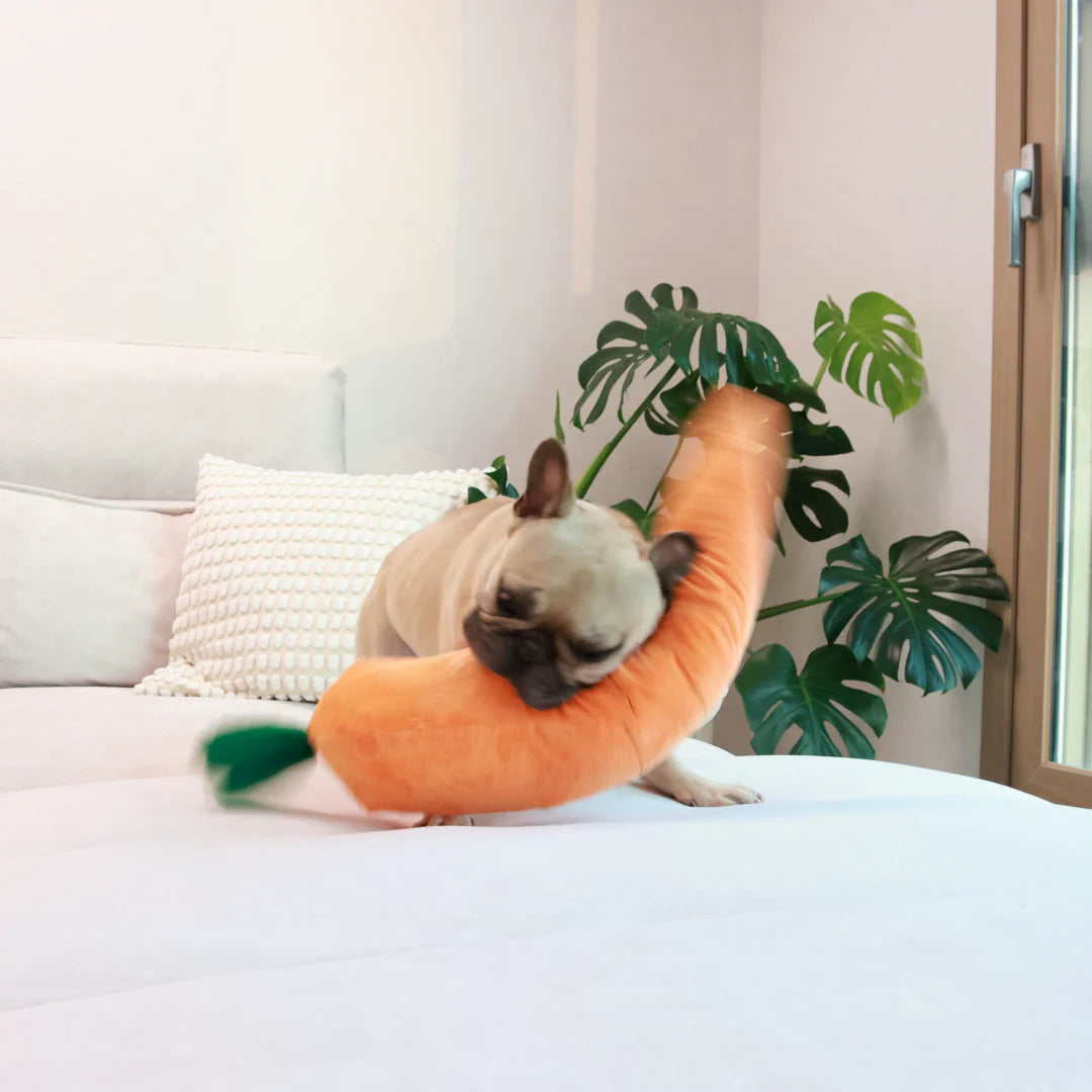 French Bulldog energetically playing with a giant carrot-shaped plush dog toy, ideal for active fun.