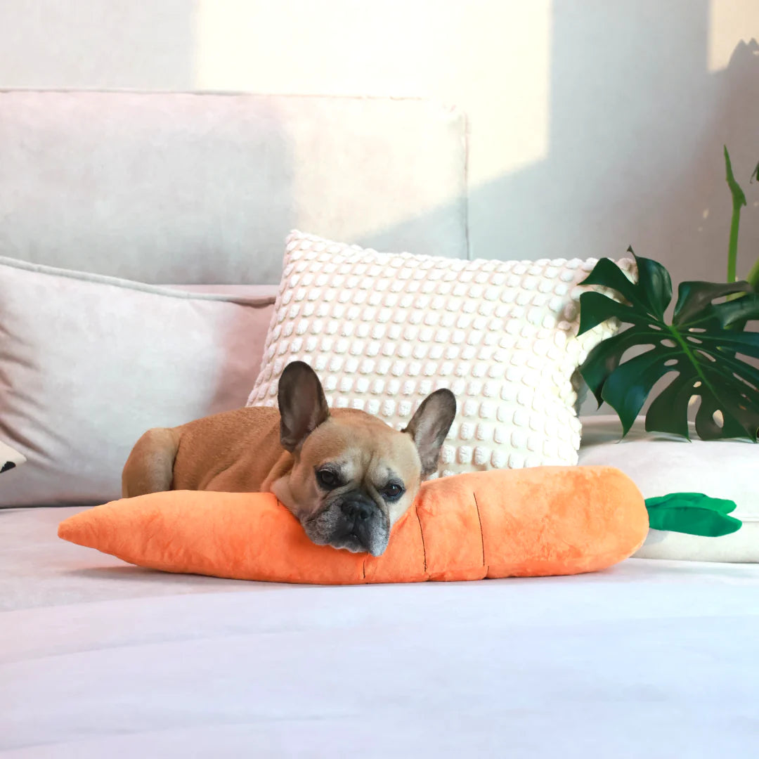 French Bulldog relaxing with a giant carrot-shaped dog toy, plush and perfect for snuggling and playtime.