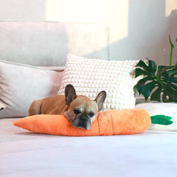 French Bulldog relaxing with a giant carrot-shaped dog toy, plush and perfect for snuggling and playtime.