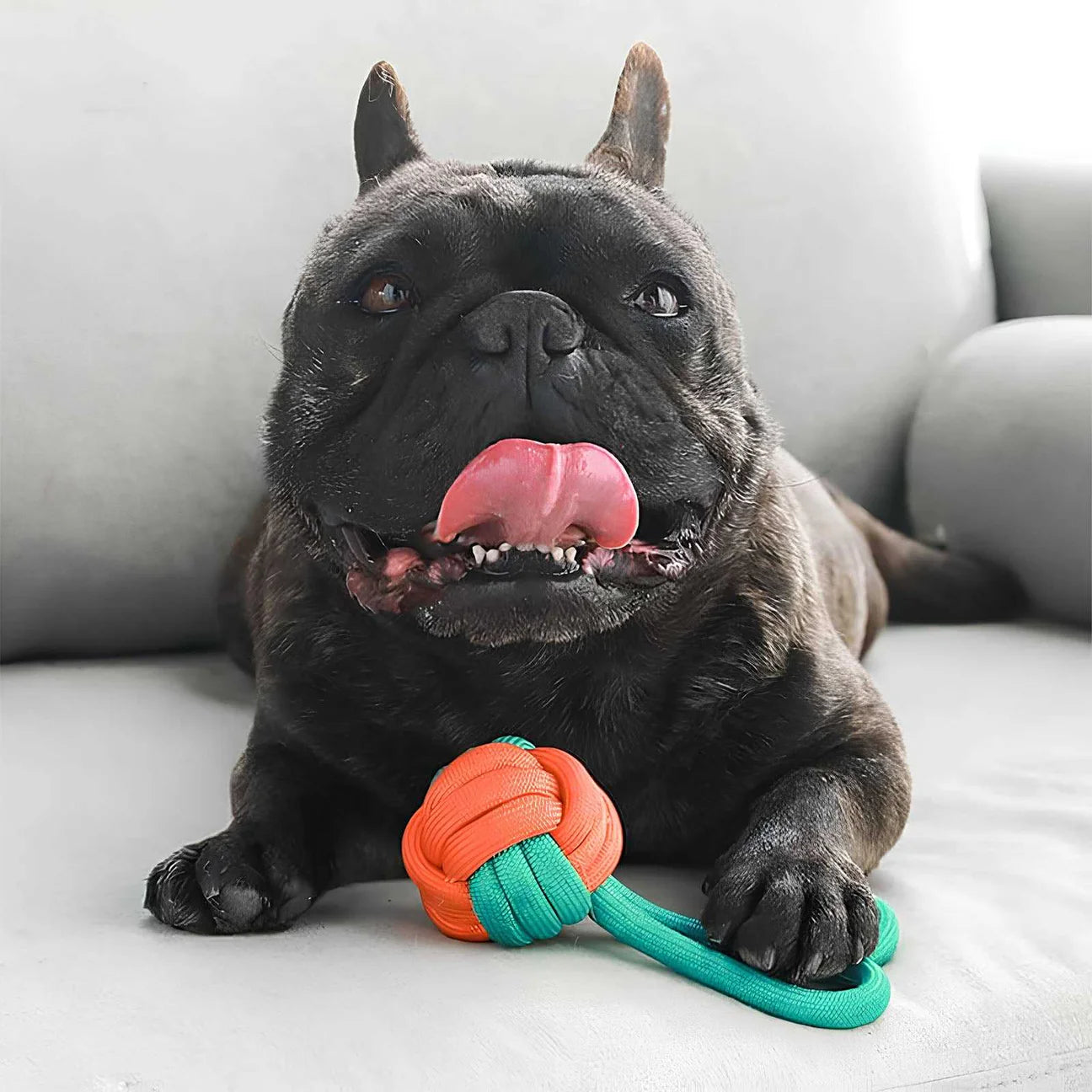 French Bulldog resting on a couch with a colorful rope ball dog toy, looking playful and happy.