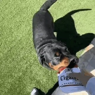 Rottweiler dog playing tug-of-war outdoors with a plush cigarette pack toy held by its owner.